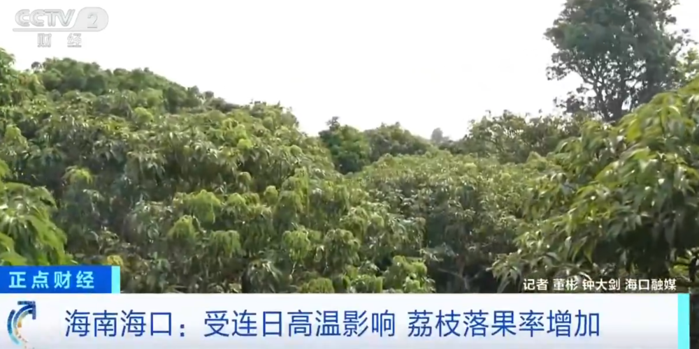 开云中国官网-大范围持续性高温天气，局地达到40℃以上，海南：热到荔枝都自闭了